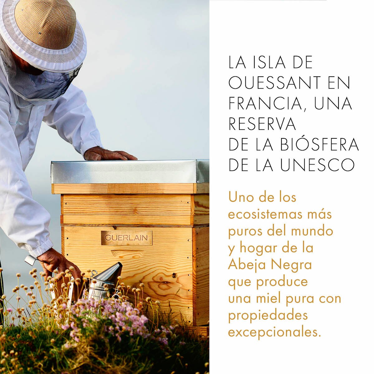 SUERO REPARADOR DE OJOS ABEILLE ROYAL EYE