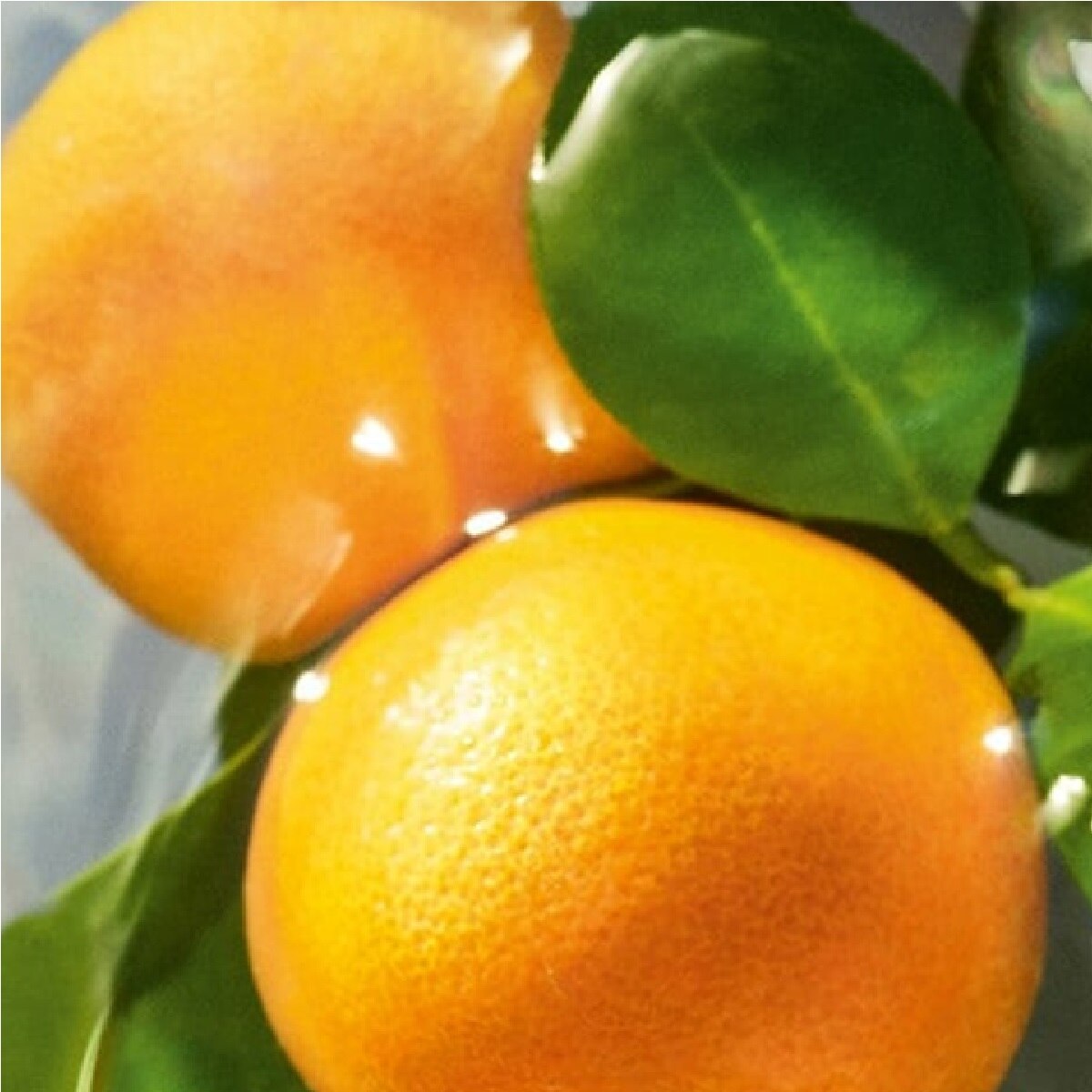 SET DE FRAGANCIA AQUA ALLEGORIA MANDARINE BASILIC