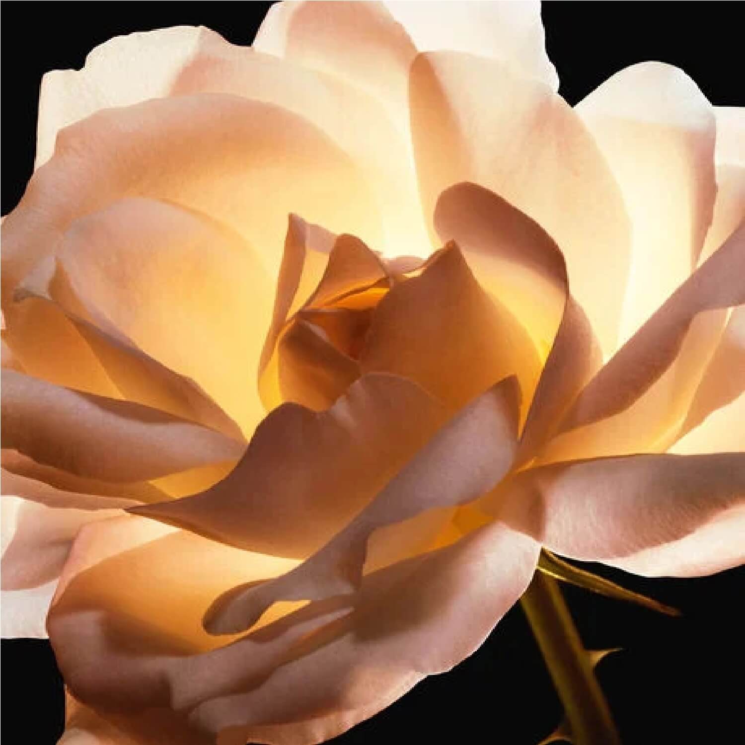 DIOR PRESTIGE LA CR&Egrave;ME TEXTURE ESSENTIELLE (CREMA REPARADORA)